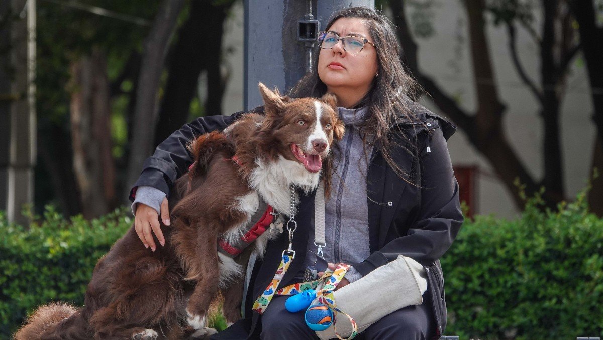 Avalan custodia compartida de mascotas en casos de divorcio en CDMX