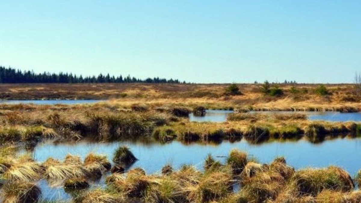 Frente al peligro ruso, Finlandia y Polonia evalúan recuperar pantanos: “La naturaleza es una aliada”