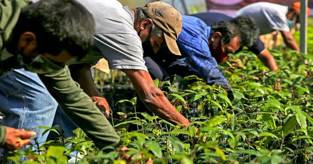 Sembrando Vida Paga Hoy: 6 Mil 450 Pesos para Fortalecer el Campo Mexicano