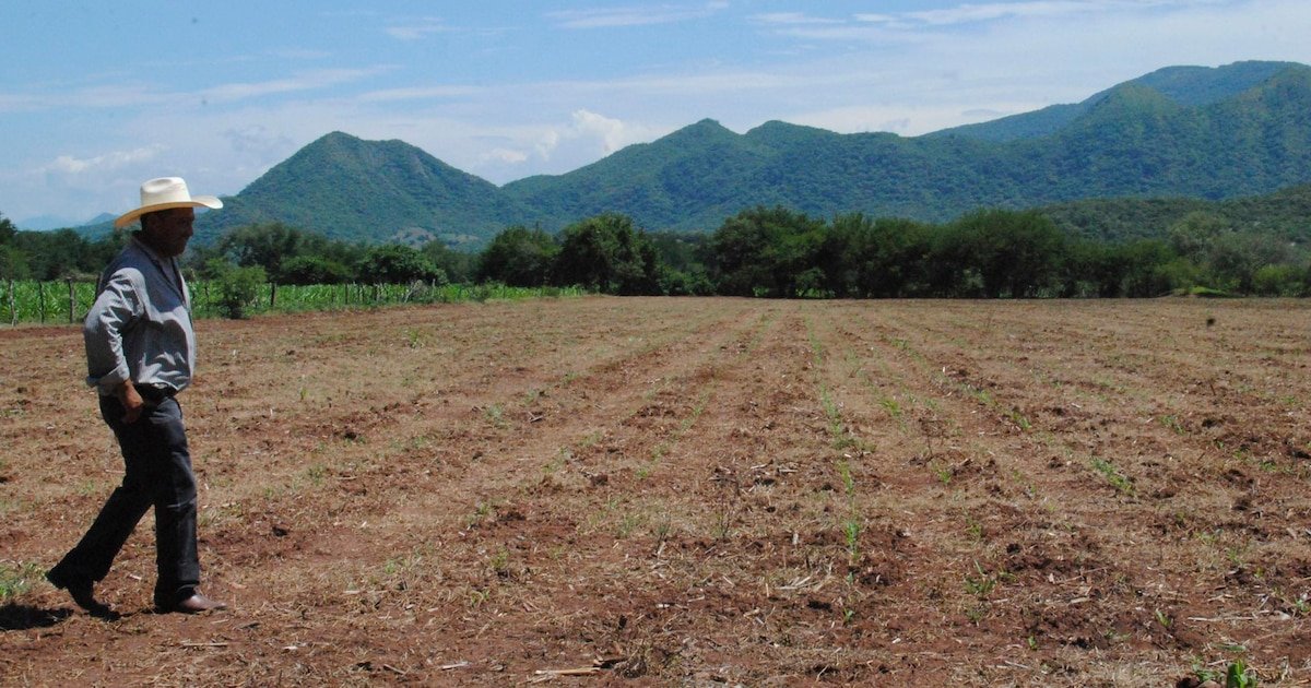 Campo Mexicano en Crisis: Millones de Hectáreas Abandonadas y Protestas en 2025