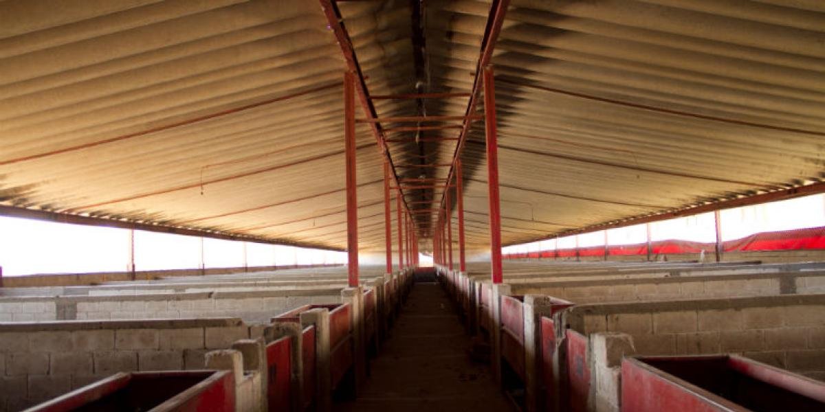 Peste porcina ataca España: jabalíes zombis cerca de Barcelona