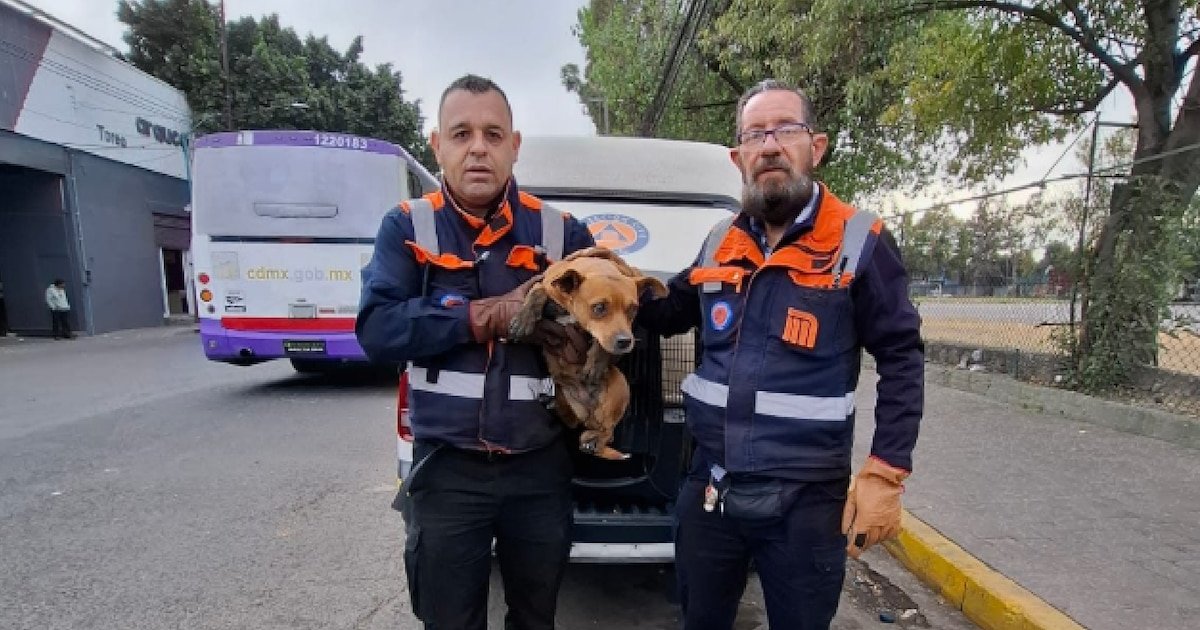 Perro aventurero paraliza la Línea 2 del Metro con maratón de 11 km