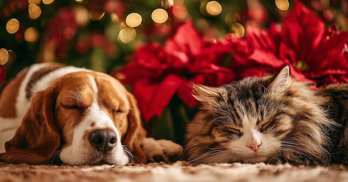 Nochebuena: símbolo navideño que puede ser tóxico para tus mascotas