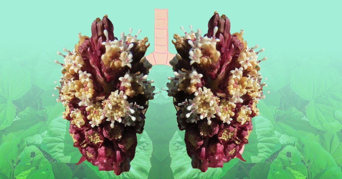 Petasita: El aliado natural contra el frío y las migrañas invernales